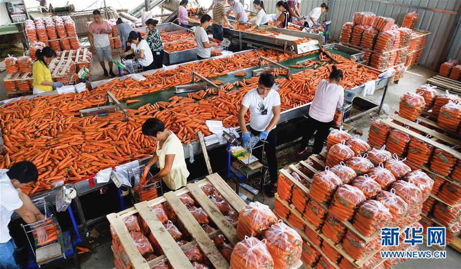 （壯闊東方潮 奮進(jìn)新時(shí)代&mdash;&mdash;慶祝改革開放40年）（9）感受&ldquo;毛烏素&rdquo;的生機(jī)