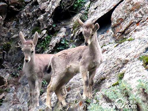 久美扎西拍攝的野生動物。