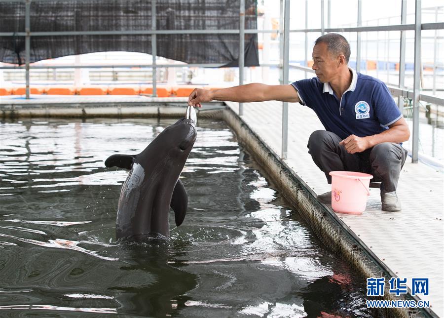 (圖文互動)(3)從消失的白鱀豚到人工繁殖江豚——三個故事見證長江生態(tài)保護(hù)變遷