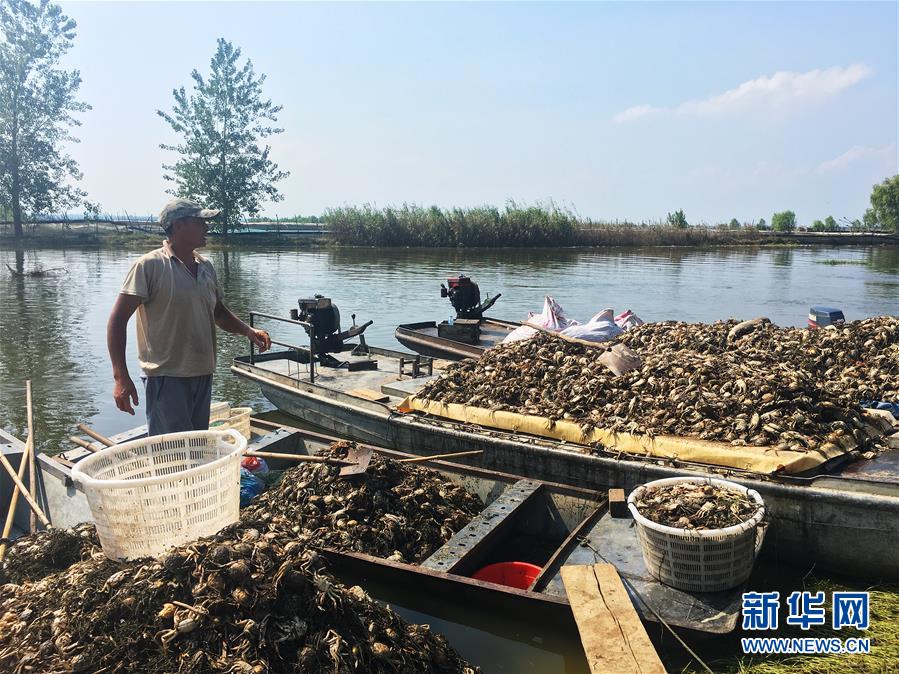 （新華視點(diǎn)·圖文互動(dòng)）（1）上游洪水來(lái)襲下游魚(yú)蟹死亡，泄洪為何變泄污？