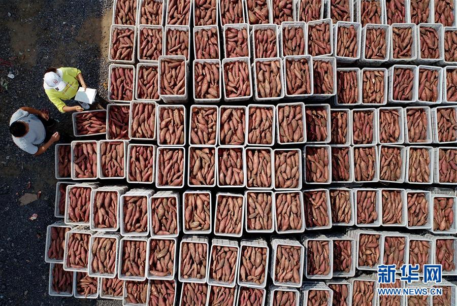 （新華全媒頭條&middot;聚焦鄉(xiāng)村振興戰(zhàn)略規(guī)劃&middot;圖文互動）（11）推進鄉(xiāng)村振興的行動指南&mdash;&mdash;解讀鄉(xiāng)村振興戰(zhàn)略首個五年規(guī)劃亮點