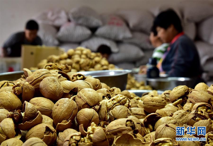 （在習近平新時代中國特色社會主義思想指引下&mdash;&mdash;新時代新作為新篇章&middot;鄉(xiāng)村振興戰(zhàn)略&middot;圖文互動）（3）&ldquo;小山貨&rdquo;成為&ldquo;黃金果&rdquo;&mdash;&mdash;河北涉縣山核桃&ldquo;抱團發(fā)展&rdquo;贏市場