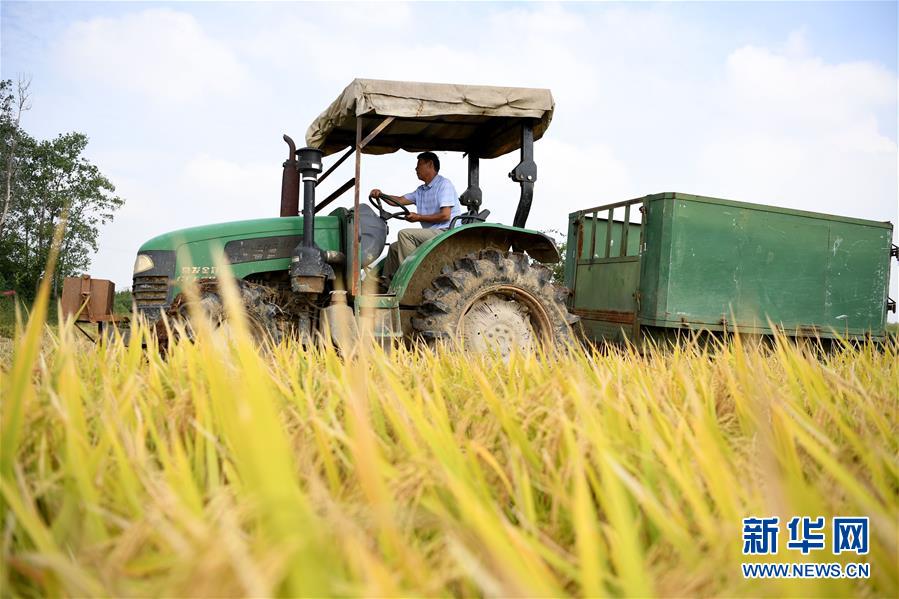 (新華全媒頭條·圖文互動(dòng))(7)希望灑在金色田野——寫在鄉(xiāng)村振興戰(zhàn)略實(shí)施一周年之際