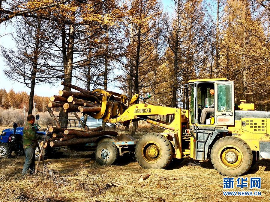 （新華全媒頭條&middot;圖文互動(dòng)）（7）那一抹綠色，走進(jìn)越來越多人心里&mdash;&mdash;河北塞罕壩續(xù)寫新時(shí)代綠色傳奇