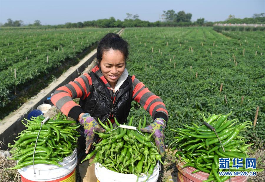 (輝煌60年·壯美新廣西·圖文互動(dòng))(2)攜手描繪八桂大地上的美麗畫(huà)卷——寫(xiě)在廣西壯族自治區(qū)成立60周年之際