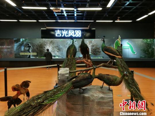 先有雞還是先有蛋？這個(gè)科普展覽有點(diǎn)&ldquo;不一般&rdquo;