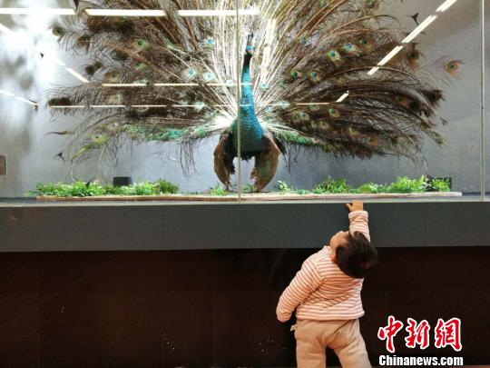 圖為展覽現(xiàn)場(chǎng)?！『h(yuǎn)航 攝