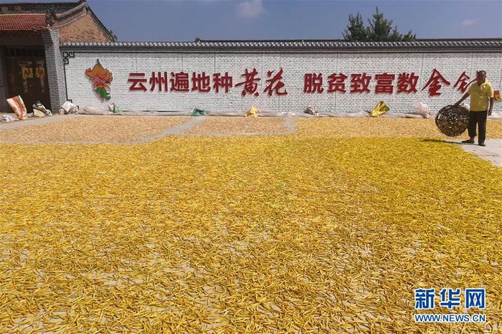 （在習(xí)近平新時(shí)代中國(guó)特色社會(huì)主義思想指引下&mdash;&mdash;新時(shí)代新作為新篇章&middot;鄉(xiāng)村振興戰(zhàn)略&middot;圖文互動(dòng)）（2）一株忘憂草，萬家喜眉梢&mdash;&mdash;山西省大同市云州區(qū)黃花產(chǎn)業(yè)扶貧觀察