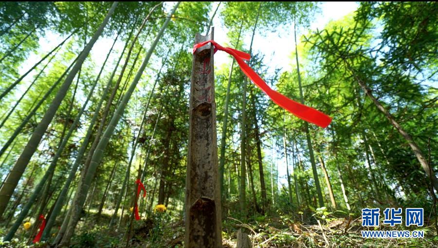 （圖文互動(dòng)）（2）永不遲到的祭奠&mdash;&mdash;追尋1343座無(wú)名紅軍墓背后的故事