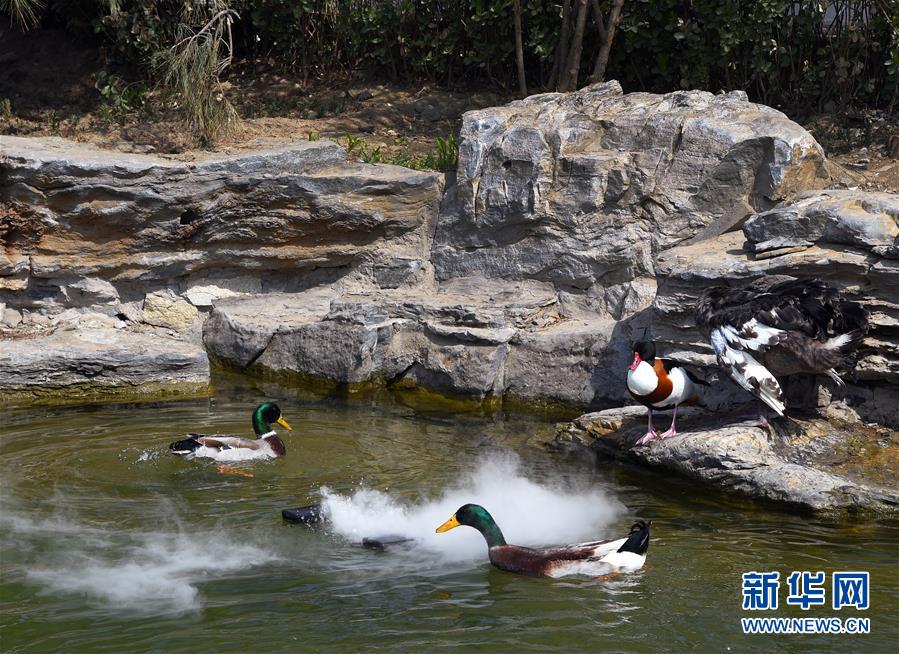 （壯麗70年 奮斗新時代&mdash;&mdash;推動高質量發(fā)展調研行&middot;圖文互動）（1）北京&ldquo;三老&rdquo;現(xiàn)象透視