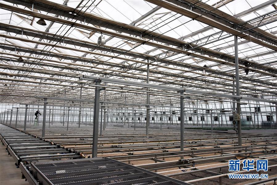 （壯麗70年&middot;奮斗新時(shí)代&middot;圖文互動(dòng)）（9）山東壽光：一棵&ldquo;菜&rdquo;興一座城 