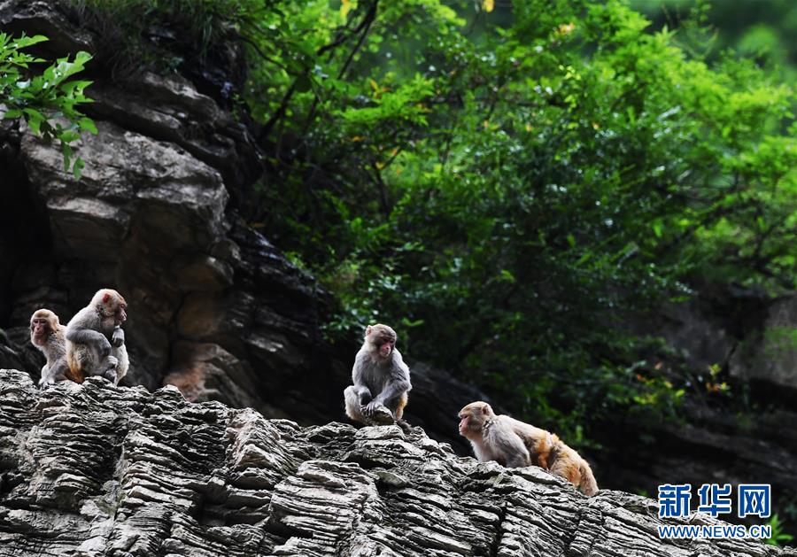 （在習(xí)近平新時(shí)代中國(guó)特色社會(huì)主義思想指引下&mdash;&mdash;新時(shí)代新作為新篇章）（5）重慶巫山：&ldquo;生態(tài)寶貝&rdquo;變身&ldquo;搖錢(qián)樹(shù)&rdquo;