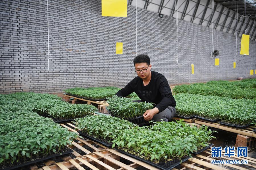 （在習(xí)近平新時(shí)代中國(guó)特色社會(huì)主義思想指引下&mdash;&mdash;新時(shí)代新作為新篇章&middot;圖文互動(dòng)）（8）在綠色田野上書(shū)寫(xiě)青春答卷&mdash;&mdash;幾位&ldquo;新農(nóng)民&rdquo;的返鄉(xiāng)創(chuàng)業(yè)故事