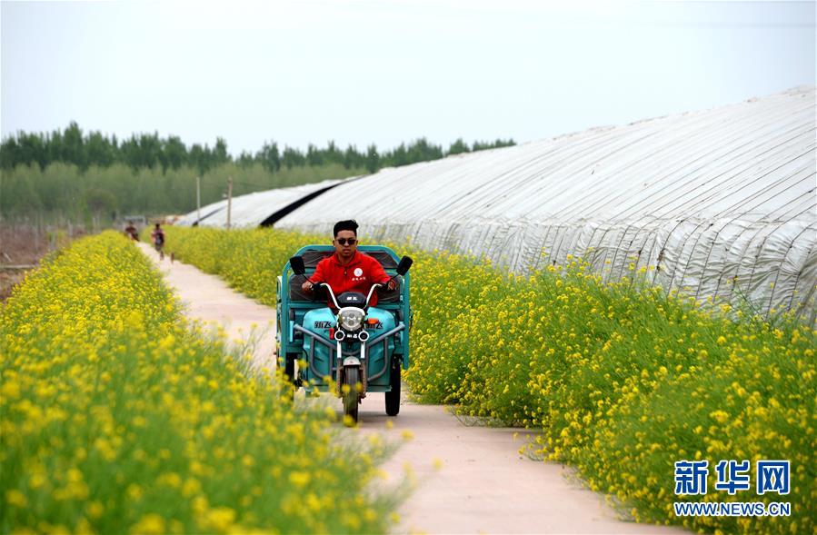（新華全媒頭條&middot;愛國情 奮斗者&middot;圖文互動）（6）把論文寫在祖國的大地上&mdash;&mdash;中國農業(yè)大學46年扎根河北曲周服務鄉(xiāng)村振興紀實