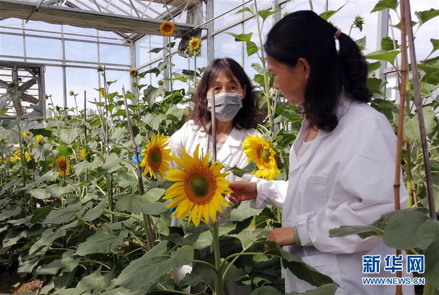 （在習(xí)近平新時(shí)代中國(guó)特色社會(huì)主義思想指引下&mdash;&mdash;新時(shí)代新作為新篇章&middot;圖文互動(dòng)）走自主研發(fā)之路：中國(guó)食葵打敗&ldquo;洋&rdquo;種子
