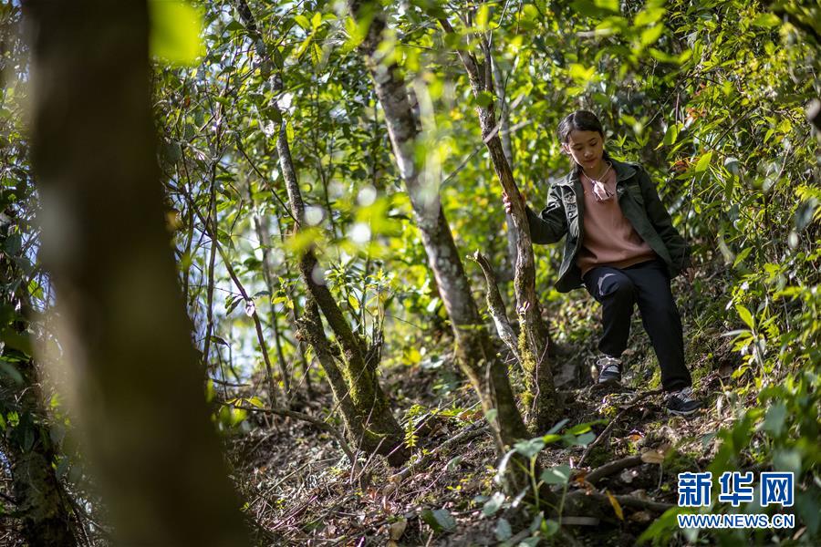 （直過民族脫貧攻堅(jiān)&middot;圖文互動）（6）滿目青山變成&ldquo;綠色銀行&rdquo;&mdash;&mdash;我國獨(dú)龍族人民走出綠色脫貧之路