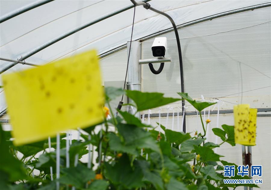 （走基層 聽民聲&middot;圖文互動）（2）陜西：太白山下種蔬菜 質優(yōu)價高不愁賣