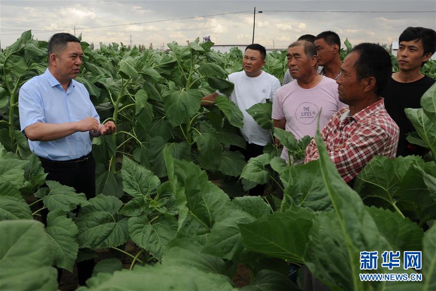 （愛國情 奮斗者&middot;圖片互動(dòng)）（4）張永平：像打造&ldquo;中國芯&rdquo;一樣打造&ldquo;中國葵&rdquo;