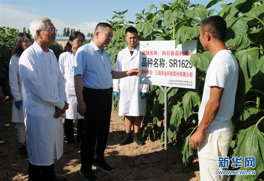 （愛國情 奮斗者&middot;圖片互動(dòng)）（3）張永平：像打造&ldquo;中國芯&rdquo;一樣打造&ldquo;中國葵&rdquo;