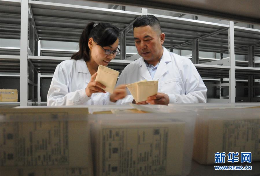 （愛國情 奮斗者&middot;圖片互動(dòng)）（2）張永平：像打造&ldquo;中國芯&rdquo;一樣打造&ldquo;中國葵&rdquo;