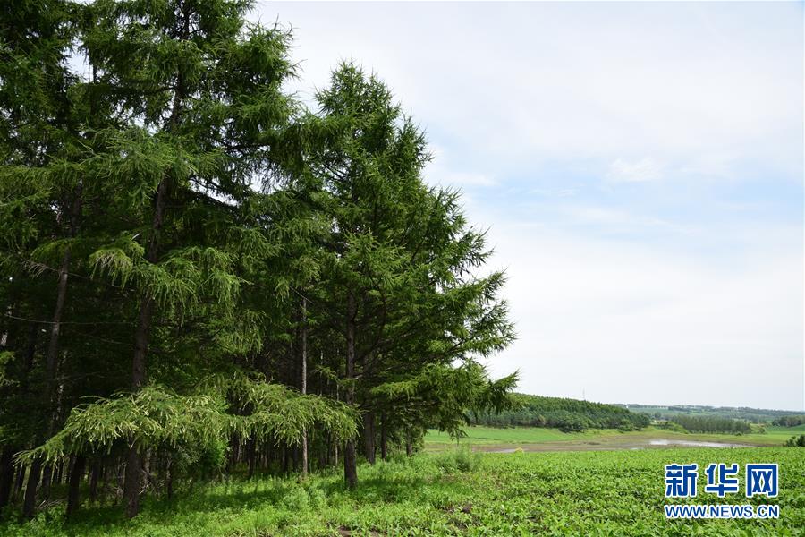 （在習近平新時代中國特色社會主義思想指引下&mdash;&mdash;新時代新作為新篇章&middot;圖文互動）（1）向林木要錢，讓綠樹生金&mdash;&mdash;黑龍江省拜泉縣發(fā)展綠色經(jīng)濟助脫貧