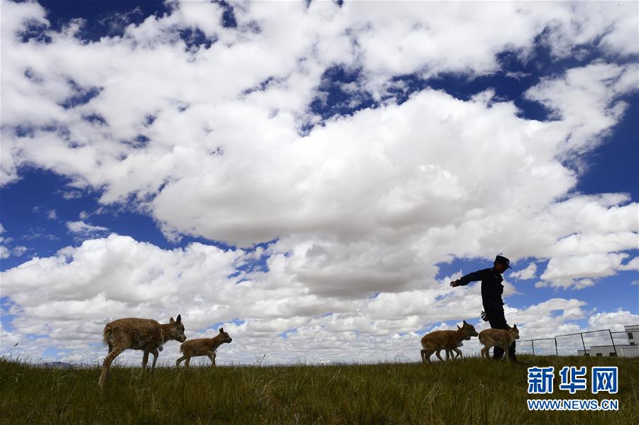 （今日關注&middot;第一屆國家公園論壇&middot;圖文互動）（5）首個國家公園什么樣？專家?guī)阆?ldquo;睹&rdquo;為快