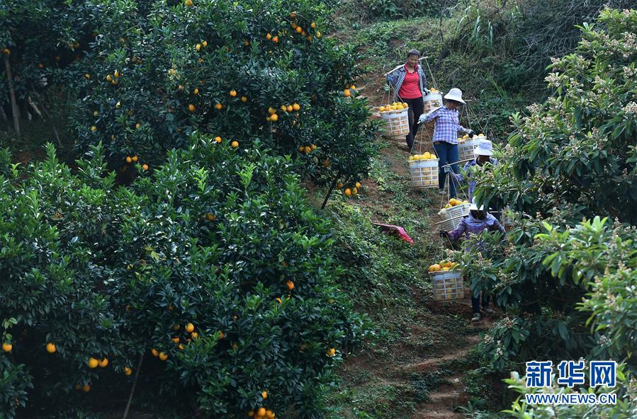 （紅土地“往事新說”·圖文互動(dòng)）（6）昔日房前“一棵苗” 今朝引來橙滿枝