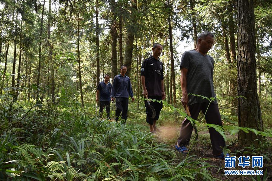 （愛國情 奮斗者&middot;圖文互動(dòng)）（1）貴州印江高石坎護(hù)林隊(duì)：半輩子，以林場為家