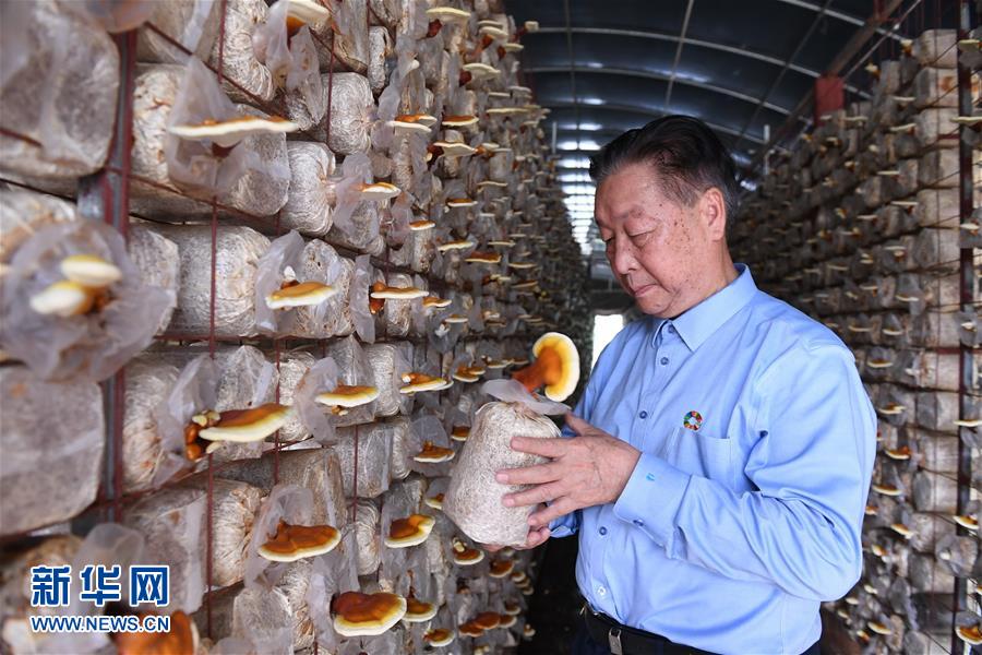 （不忘初心、牢記使命&middot;圖文互動）（1）拳拳寸草心 濃濃報國情&mdash;&mdash;記&ldquo;菌草之父&rdquo;林占熺