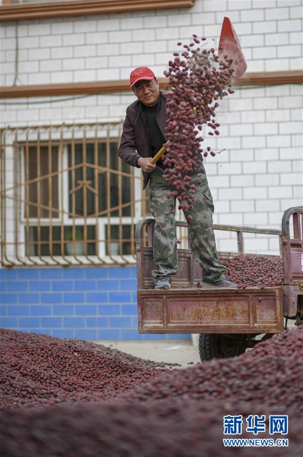 （新華全媒頭條）（8）沙海之邊一片紅&mdash;&mdash;一粒棗和&ldquo;第一大縣&rdquo;的故事