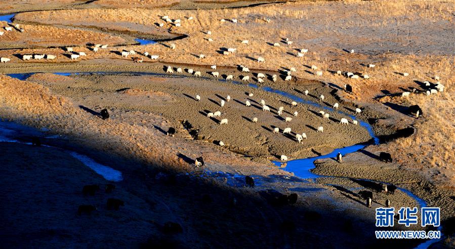 （新華全媒頭條&middot;圖文互動(dòng)）（15）格桑花開滿天路&mdash;&mdash;寫在川藏公路通車65周年之際