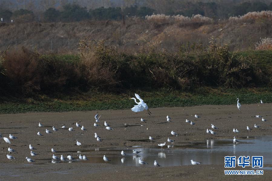 (新華全媒頭條·圖文互動(dòng))(3)大湖見證——長三角三大淡水湖綠色發(fā)展之路