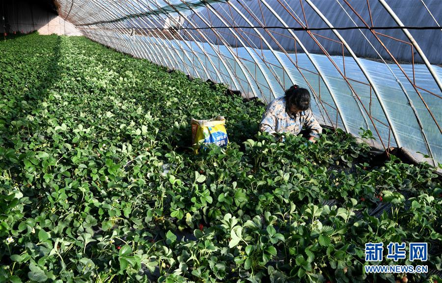 （在習近平新時代中國特色社會主義思想指引下&mdash;&mdash;新時代新作為新篇章&middot;習近平總書記關(guān)切事&middot;圖文互動）（3）戰(zhàn)&ldquo;疫&rdquo;要勁時，戰(zhàn)&ldquo;貧&rdquo;再加把勁！&mdash;&mdash;中央各部門助力脫貧攻堅很給力