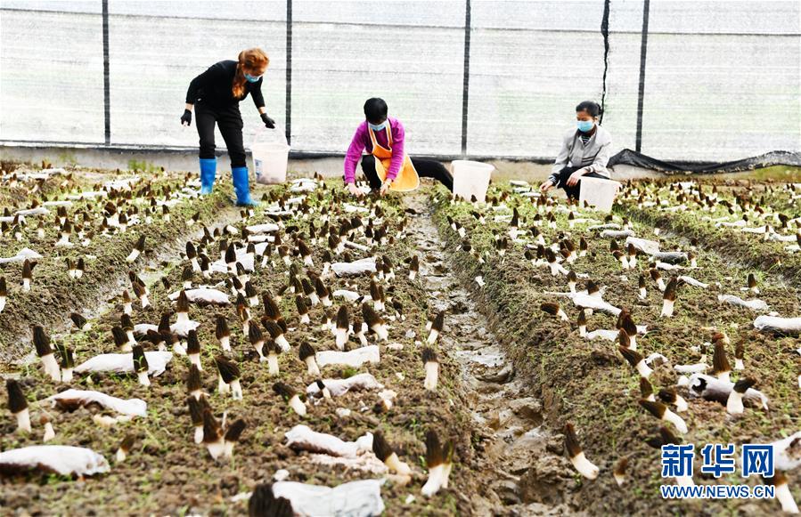 （決戰(zhàn)決勝脫貧攻堅(jiān)&middot;圖文互動(dòng)）（1）天然&ldquo;寶貝&rdquo;促增收&mdash;&mdash;貴州錦屏縣培育扶貧產(chǎn)業(yè)見聞