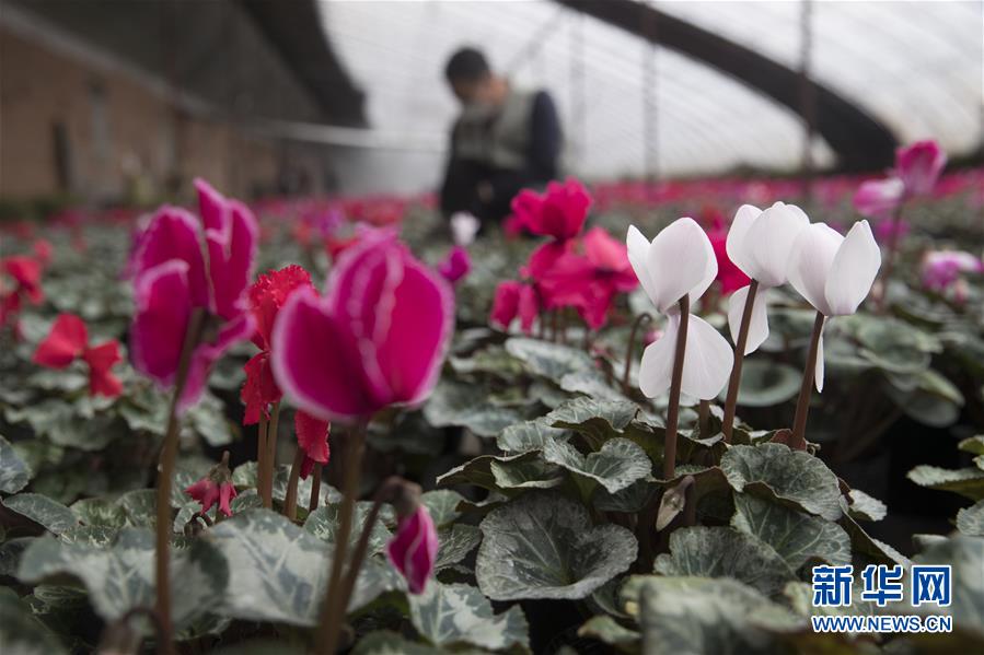 （在習(xí)近平新時代中國特色社會主義思想指引下&mdash;&mdash;新時代新作為新篇章&middot;習(xí)近平總書記關(guān)切事&middot;圖文互動）（2）希望的田野，希望的春天&mdash;&mdash;各地農(nóng)業(yè)生產(chǎn)新動態(tài)掃描