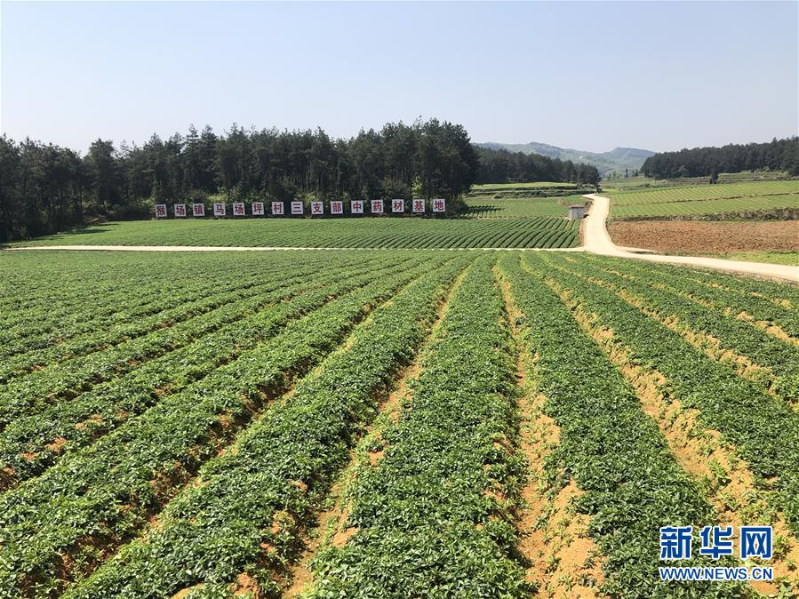 （決戰(zhàn)決勝脫貧攻堅·圖文互動）（6）田野“變奏”讓薄土“生金”——貴州農村產業(yè)革命助推脫貧攻堅見聞