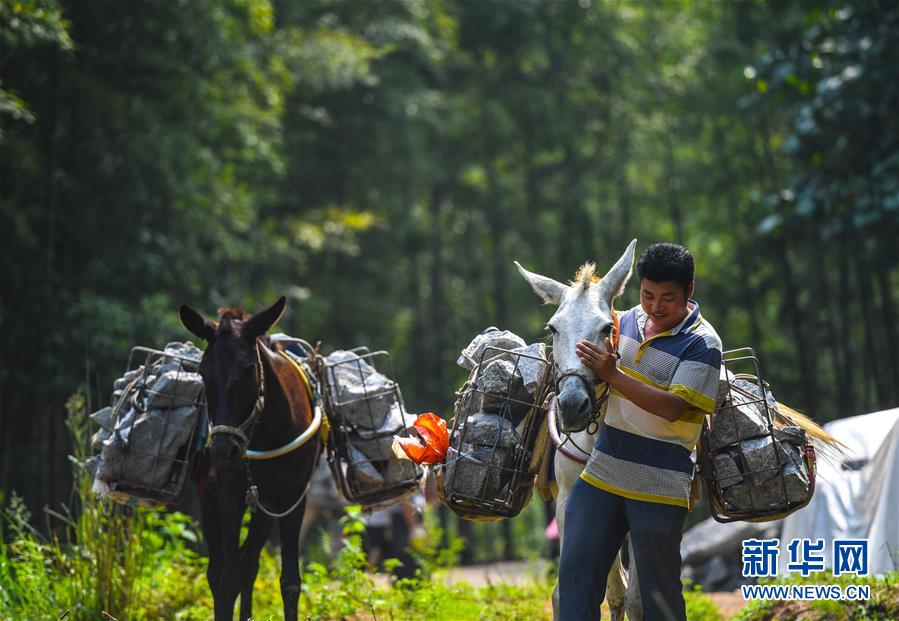 (決戰(zhàn)決勝脫貧攻堅(jiān)·圖文互動(dòng))(5)老余賣(mài)騾子