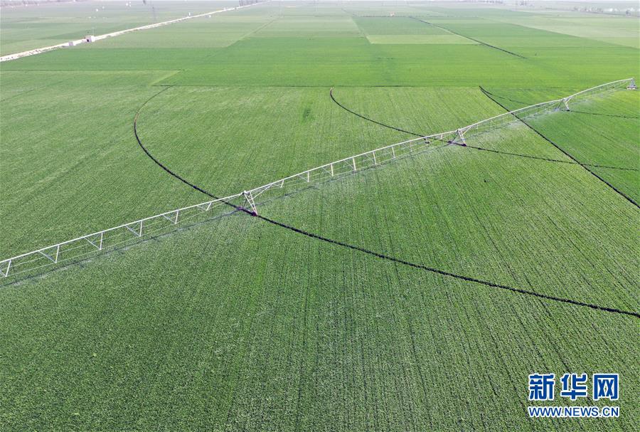 （在習(xí)近平新時(shí)代中國(guó)特色社會(huì)主義思想指引下&mdash;&mdash;新時(shí)代新作為新篇章&middot;習(xí)近平總書記關(guān)切事&middot;圖文互動(dòng)）（4）新農(nóng)事、新希望&mdash;&mdash;夏收前田間新動(dòng)態(tài)掃描