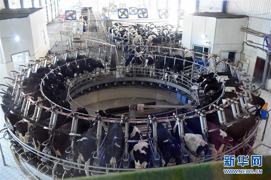 （圖文互動(dòng)）（2）烏魯木齊：實(shí)施&ldquo;哺育工程&rdquo; 23萬余學(xué)齡前兒童免費(fèi)喝牛奶