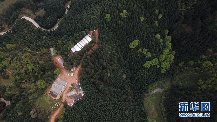 （決戰(zhàn)決勝脫貧攻堅(jiān)&middot;圖文互動）（3）&ldquo;小蜂王&rdquo;的大夢想