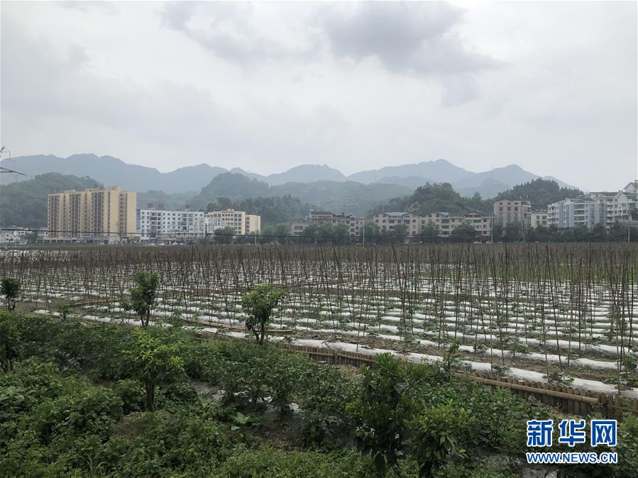 （決戰(zhàn)決勝脫貧攻堅·圖文互動）（1）特色產業(yè)開啟貴州貧困山區(qū)發(fā)展新路徑