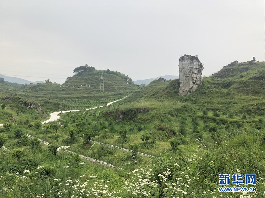 （決戰(zhàn)決勝脫貧攻堅·圖文互動）（2）特色產業(yè)開啟貴州貧困山區(qū)發(fā)展新路徑