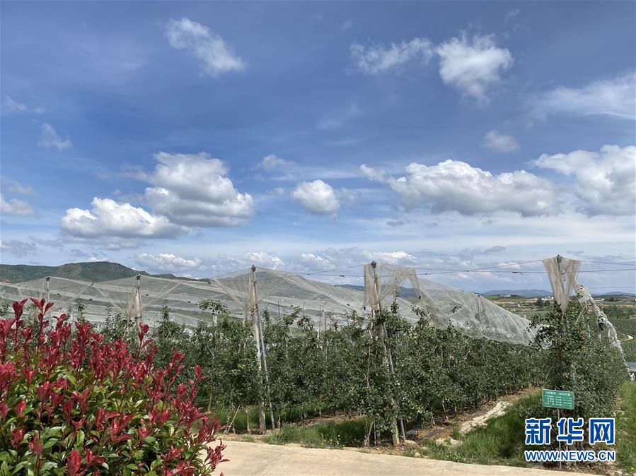 （決戰(zhàn)決勝脫貧攻堅(jiān)&middot;圖文互動(dòng)）（3）高原紅了，日子好了&mdash;&mdash;貴州海拔最高縣發(fā)展蘋果產(chǎn)業(yè)見聞