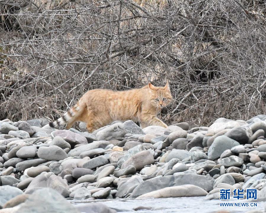 （圖文互動）（1）祁連山國家公園首個荒漠貓專項調查取得階段性成果