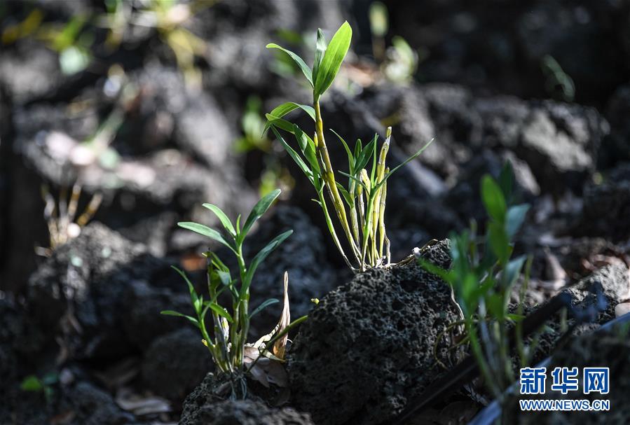 （新華全媒頭條&middot;走向我們的小康生活&middot;圖文互動(dòng)）（13）留住鄉(xiāng)愁留住美&mdash;&mdash;千村競(jìng)秀綴瓊州