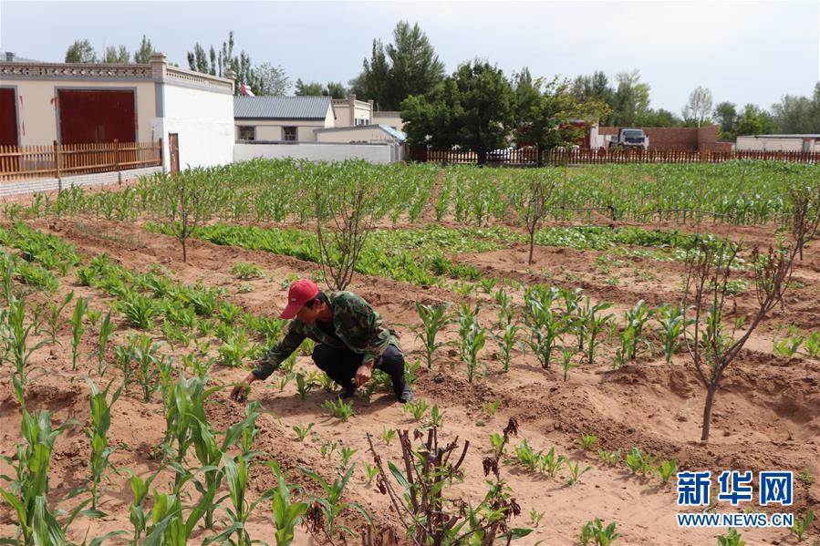 （鄉(xiāng)村振興&middot;圖文互動(dòng)）（1）內(nèi)蒙古伊金霍洛旗：自家生豬基地養(yǎng) 環(huán)境好來(lái)收入旺