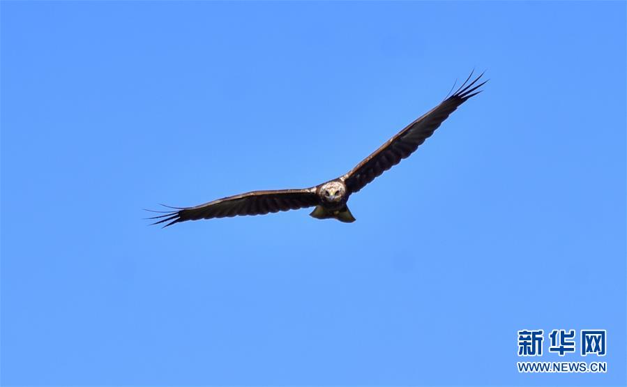 （新華網(wǎng)&middot;圖文互動）（2）云南保山首次記錄到國家重點(diǎn)保護(hù)野生動物白頭鷂