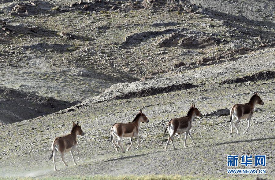 （在習(xí)近平新時代中國特色社會主義思想指引下&mdash;&mdash;新時代新作為新篇章&middot;習(xí)近平總書記關(guān)切事&middot;圖文互動）（1）綠色映底蘊，山水見初心&mdash;&mdash;生態(tài)優(yōu)先、綠色發(fā)展持續(xù)造福群眾美好生活