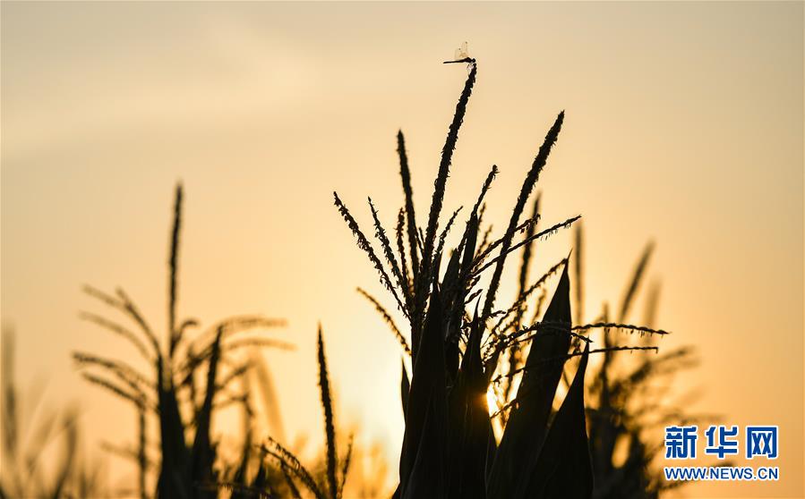 （在習(xí)近平新時(shí)代中國(guó)特色社會(huì)主義思想指引下&mdash;&mdash;新時(shí)代新作為新篇章&middot;習(xí)近平總書記關(guān)切事&middot;圖文互動(dòng)）（1）為黑土加&ldquo;油&rdquo;&mdash;&mdash;&ldquo;耕地中的大熊貓&rdquo;，我們這樣保護(hù)