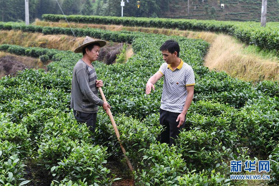 （新華全媒頭條&middot;走向我們的小康生活&middot;圖文互動(dòng)）（12）弱鳥(niǎo)先飛今翱翔&mdash;&mdash;閩東寧德振興啟示錄